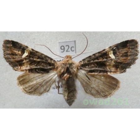 Rileyiana fovea (Treitschke, 1825) Hungaria92c
